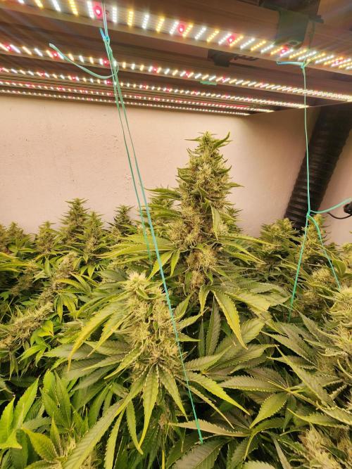 Wedding cake de Barneys. Week 15