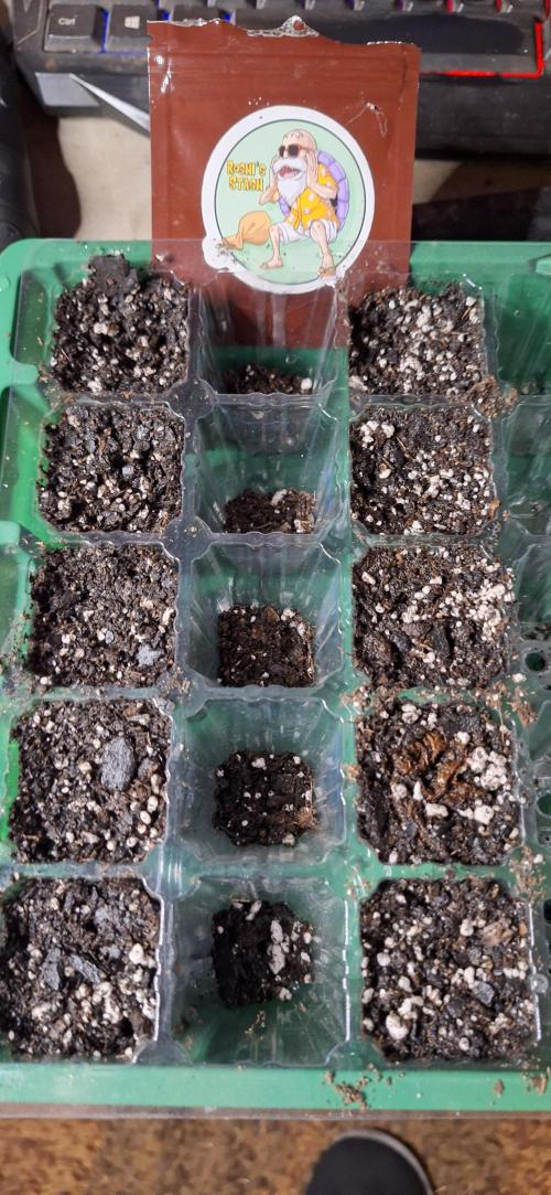 roshi's stash. Week 0 - roshi's went into soil today