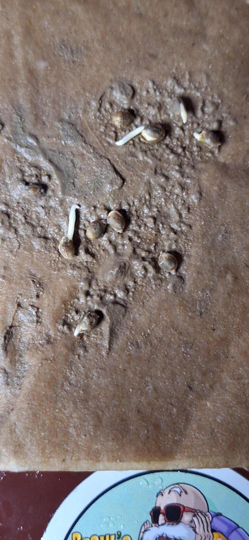 roshi's stash. Week 0 - 2/10