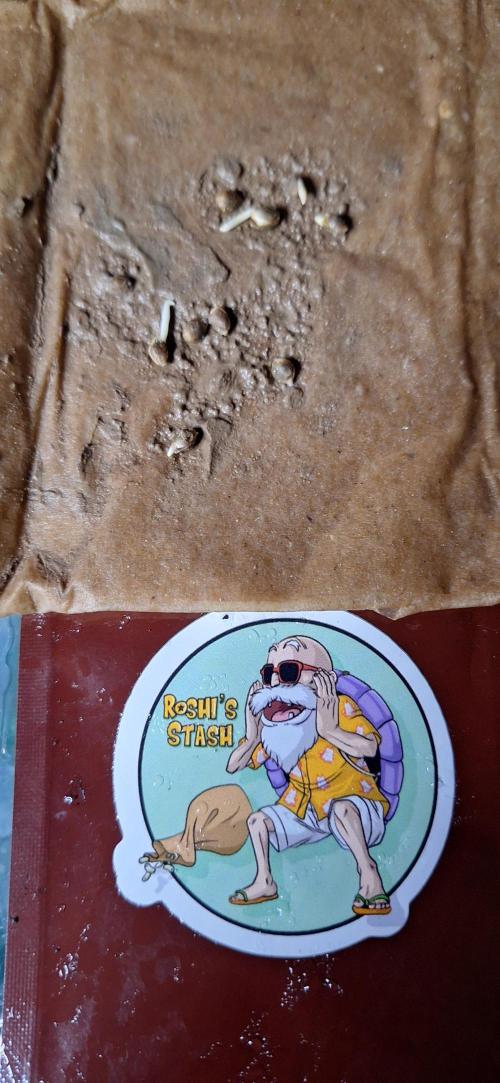 roshi's stash. Week 0