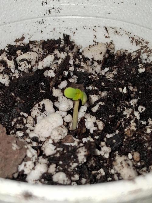 catamet. Week 0 - first life 2/26