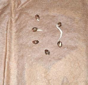 catamet. Week 0 - 2/18