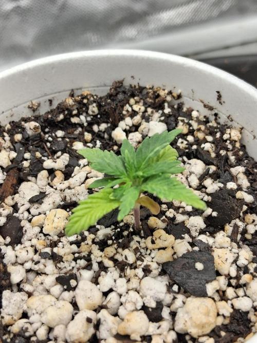 catamet. Week 2