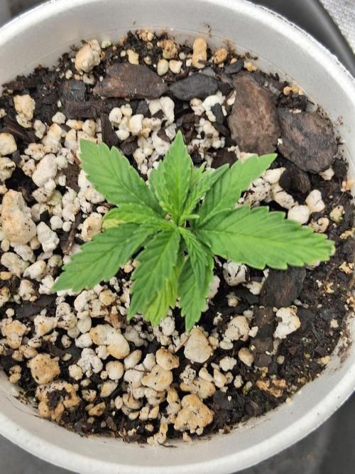 catamet. Week 2