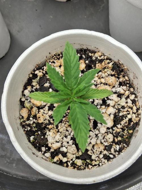 catamet. Week 2
