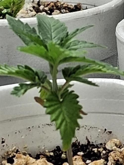 catamet. Week 2