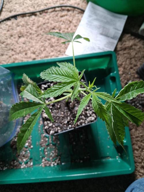 hawaiian snow cone. Week 1