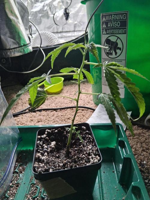 hawaiian snow cone. Week 1 - think those 2 nodes at the top are new