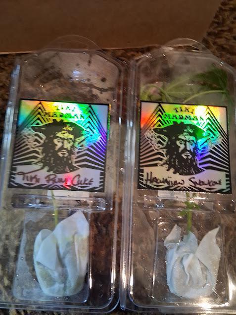 hawaiian snow cone. Week 1