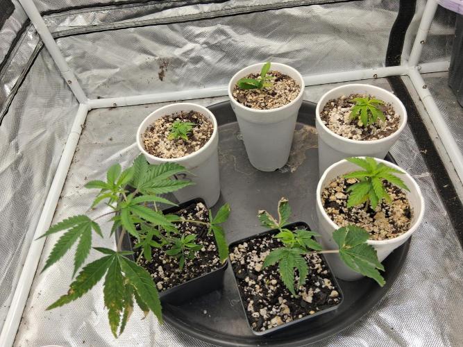 catamet. Week 3