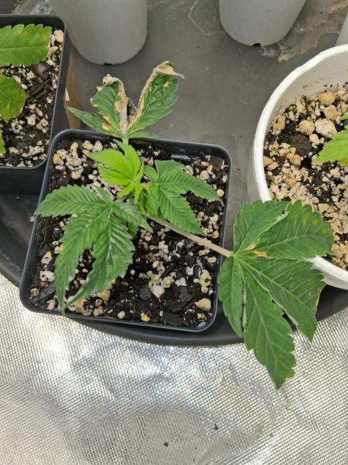 catamet. Week 3