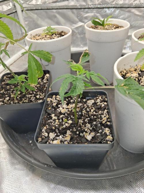 catamet. Week 3