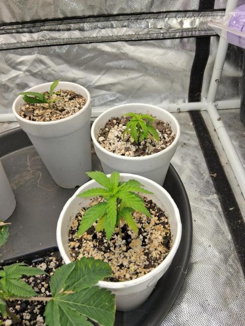 catamet. Week 3