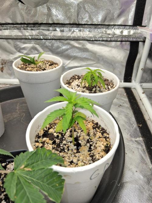 catamet. Week 3