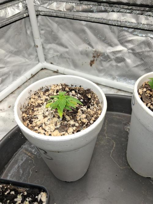 catamet. Week 3