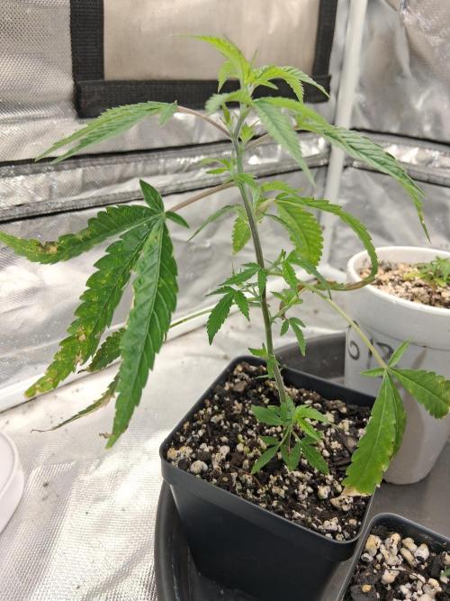 hawaiian snow cone. Week 2