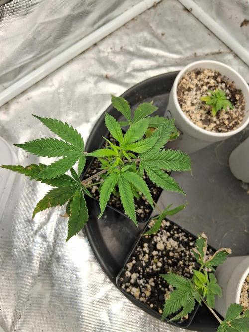 hawaiian snow cone. Week 2
