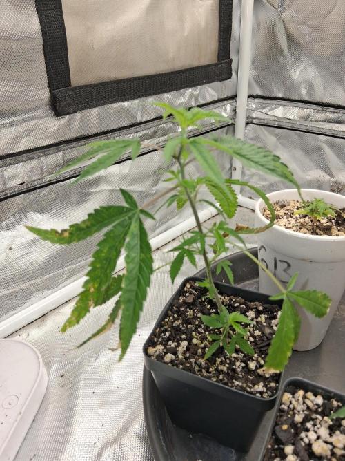 hawaiian snow cone. Week 2