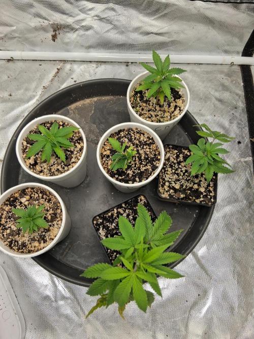 catamet. Week 4