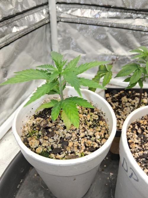 catamet. Week 4