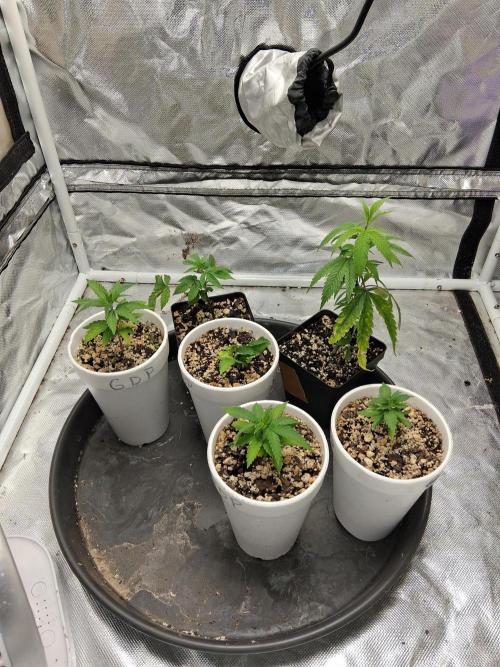 catamet. Week 5