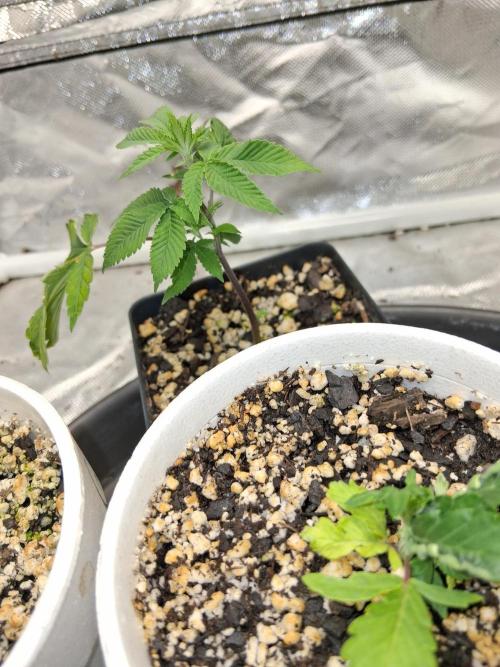 hawaiian snow cone. Week 3