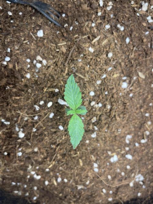 Grow&Trade. Week 0 - Dec,13,25