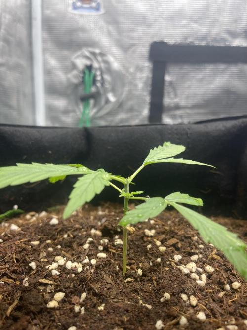 Grow&Trade. Week 3