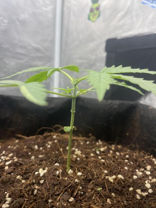 Grow&Trade. Week 3