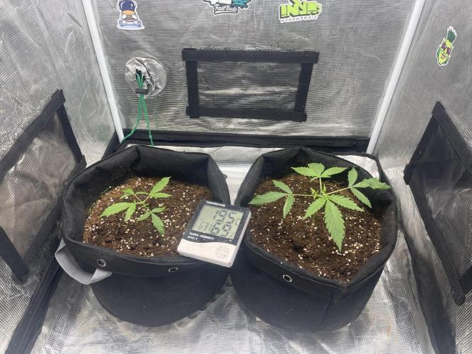 Grow&Trade. Week 3