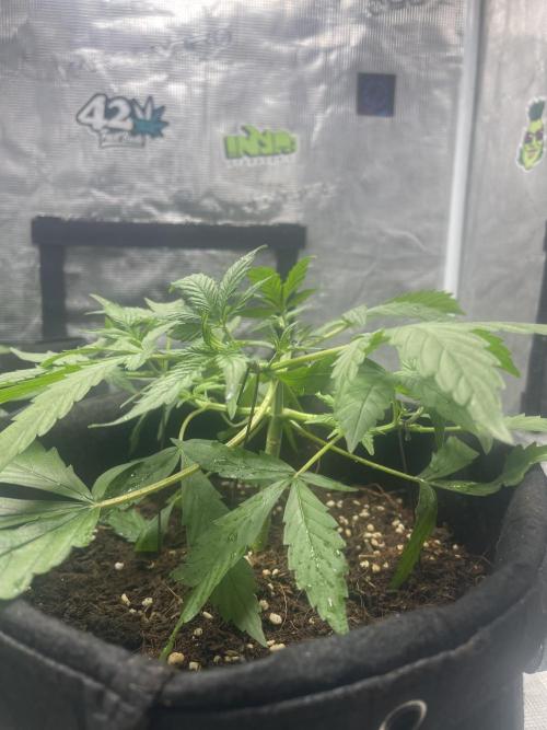 Grow&Trade. Week 4