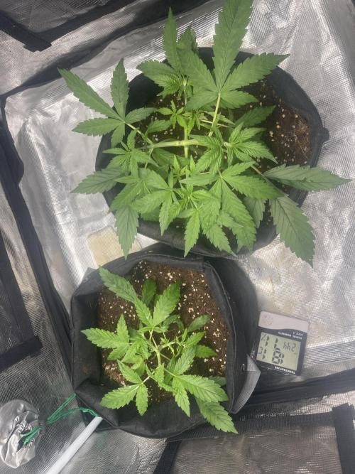 Grow&Trade. Week 4 - 10.1.26