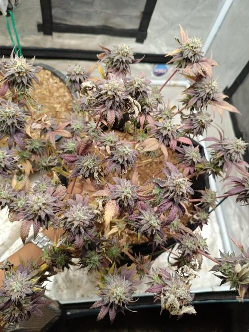 Gorilla Glue Autoflower. Week 5