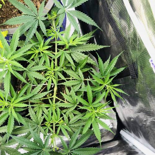 Californian Snow Auto. Week 6