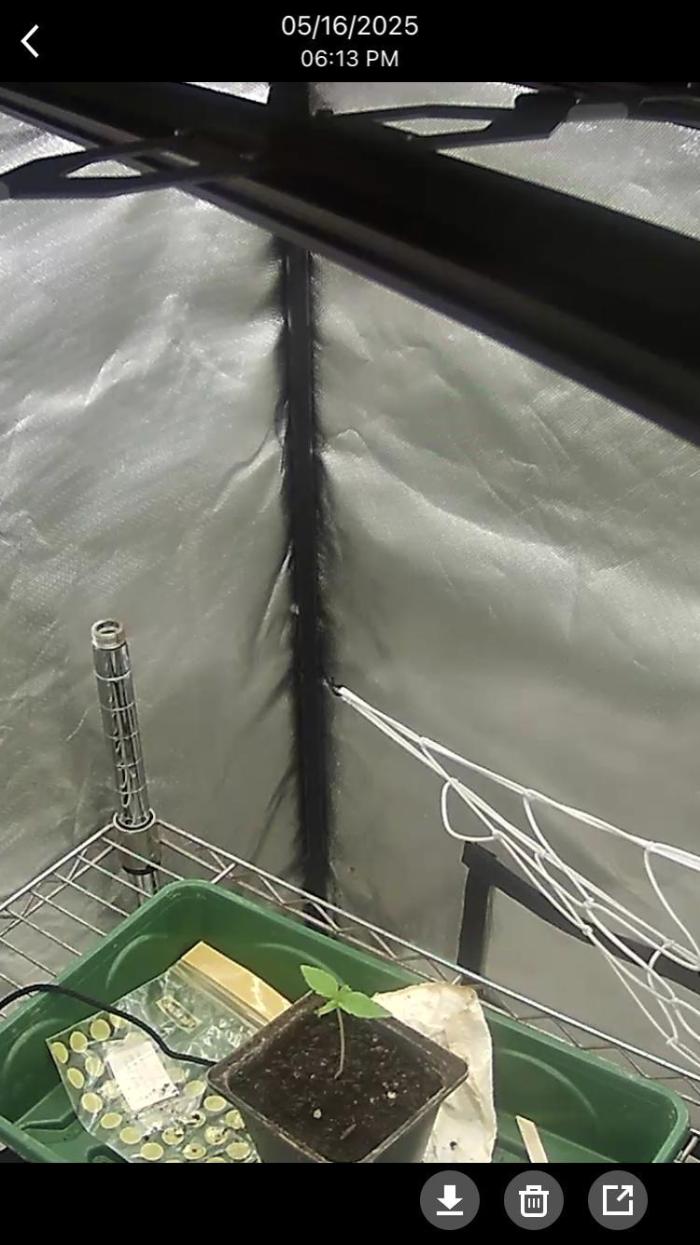 Black Cherry Punch. Week 0