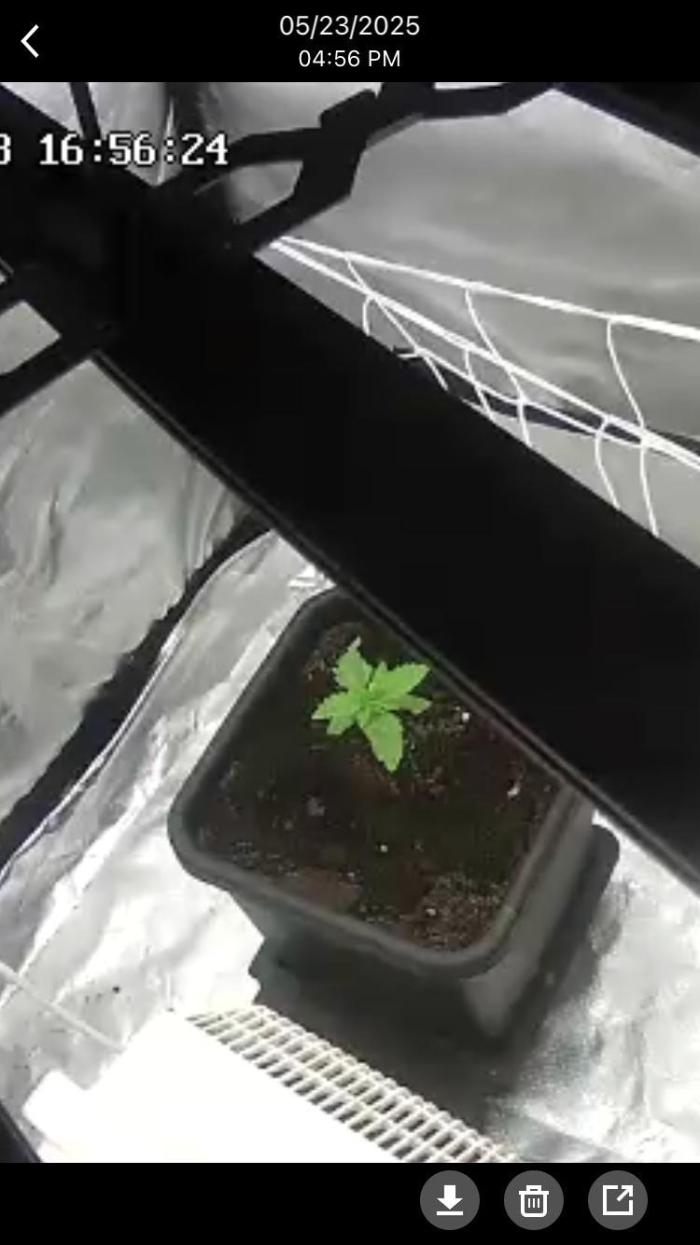 Black Cherry Punch. Week 1 - Week 2. Slow going but starting to develop.