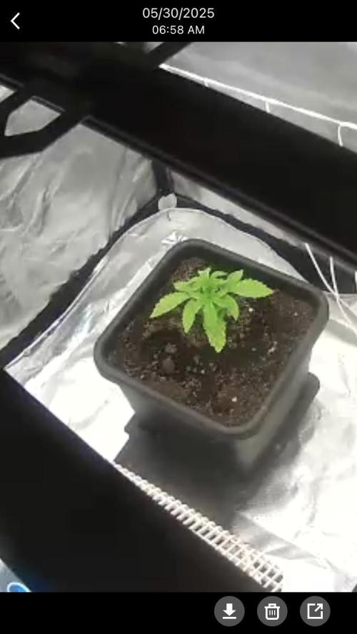 Black Cherry Punch. Week 2