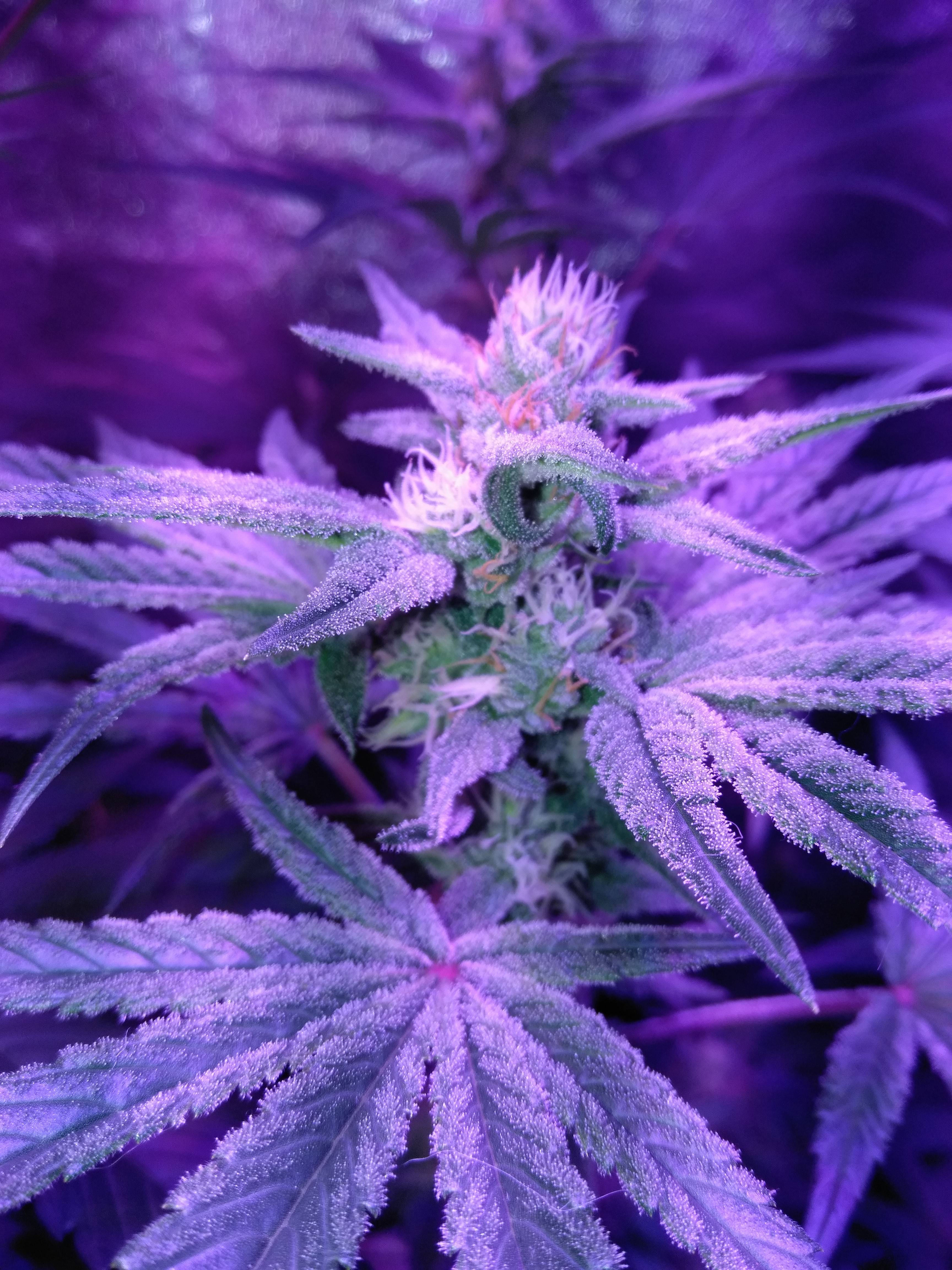 Dutch Girl Seeds Colorado Cannapunch Seeds Grow Journal Week3 By Kingsick Growdiaries Dutch Girl Seeds Colorado Cannapunch Seeds Grow Journal Week3 By Kingsick Growdiaries