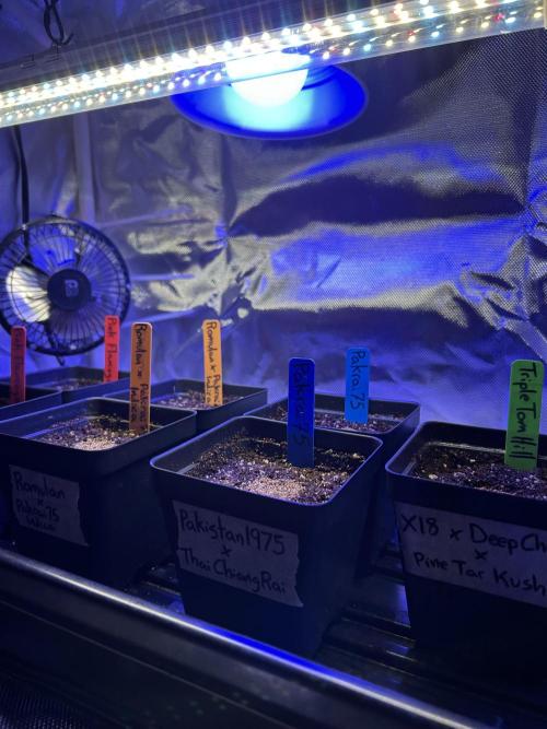 Landrace Ladies ‘26. Week 0 - Small grow tent for seed starting! Added 450nm blue light. 
23” x 15” x 20”
