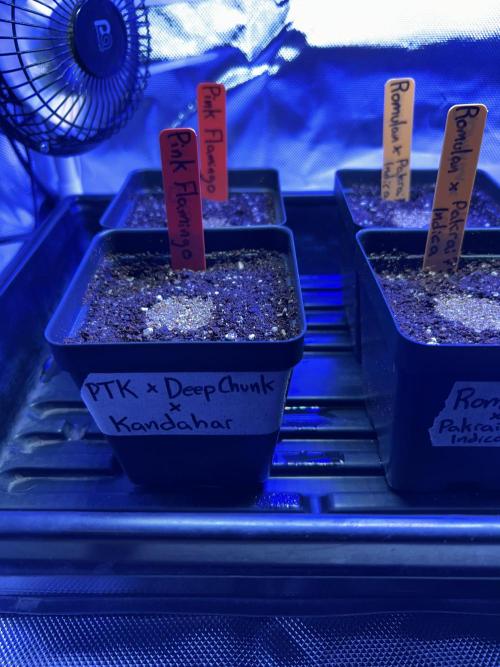 Landrace Ladies ‘26. Week 0 - Pink Flamingo are the only feminized seeds. 