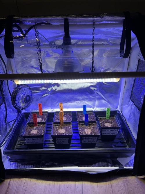 Landrace Ladies ‘26. Week 0 - The whole gang! Hoping for maximum females. 