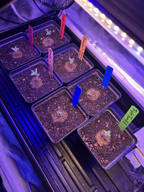 Landrace Ladies ‘26. Week 0 - Day 1: 12/14