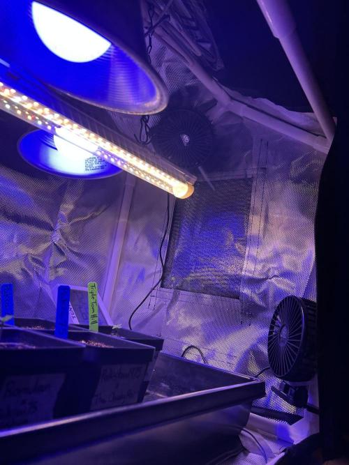 Landrace Ladies ‘26. Week 0 - Lights and fan setup- right side 