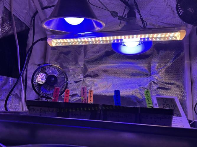 Landrace Ladies ‘26. Week 0 - Lights and fan setup - left side