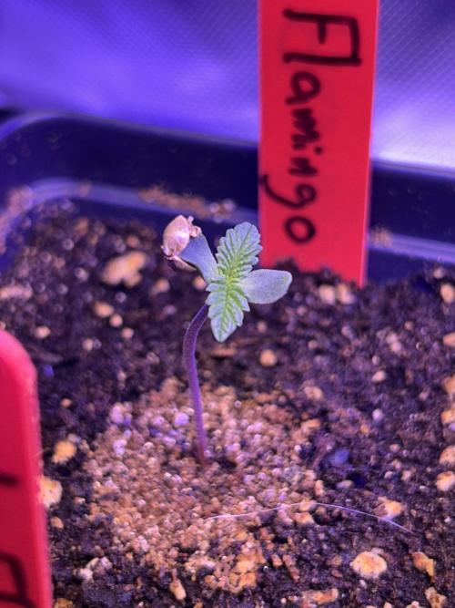 Landrace Ladies ‘26. Week 0 - Pink Flamingo #1