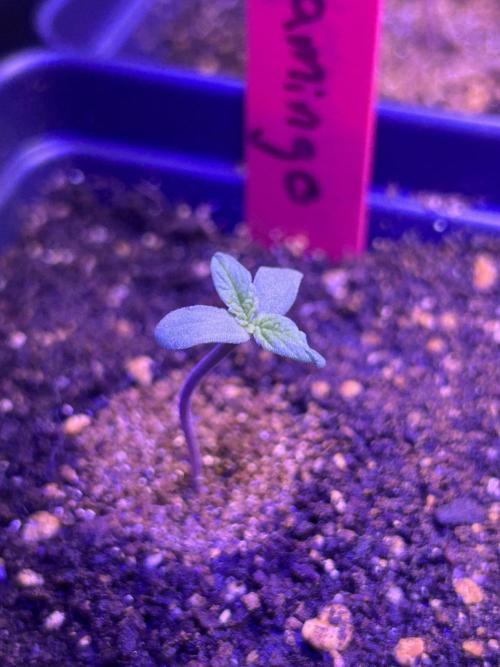 Landrace Ladies ‘26. Week 0 - Pink Flamingo #2