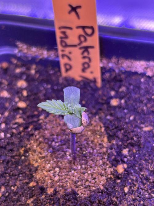 Landrace Ladies ‘26. Week 0 - Romulan x Pakrai75 Indica #1