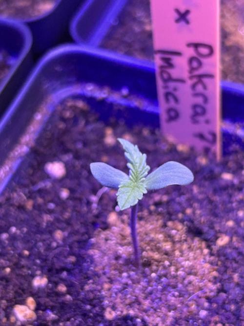 Landrace Ladies ‘26. Week 0 - Romulan x Pakrai75 Indica #2