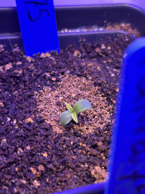 Landrace Ladies ‘26. Week 0 - Pakrai75 #1