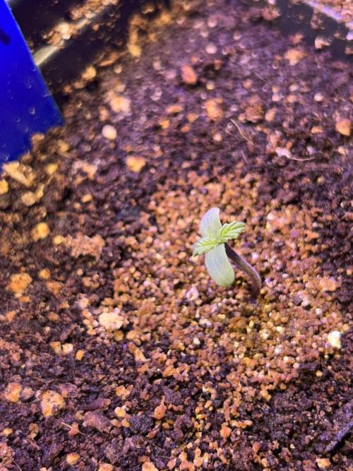 Landrace Ladies ‘26. Week 0 - Pakrai75 #2